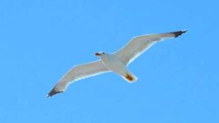 Eminem - It Was Just A Dream [Airplanes] 2010 lycris