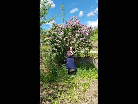 IMAGINI FRUMOASE DIN GOSTILA