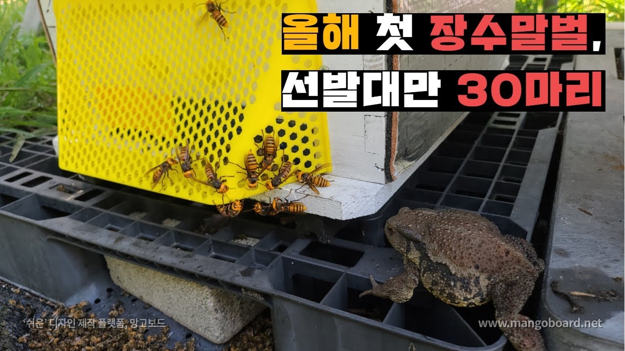 올해 첫 장수말벌 편대에 벌통 3통 작살(feat.두선생)