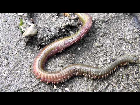 Nereis vexillosa, The Pile Worm