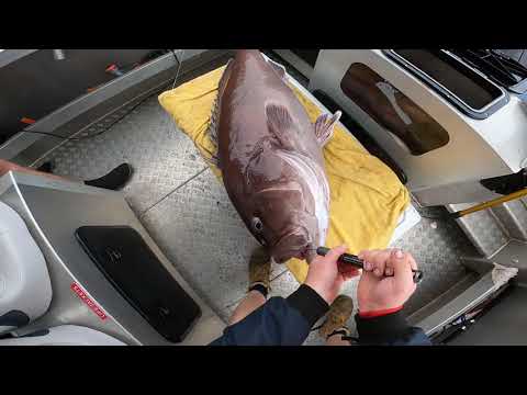 Fishing OverBoard - SEQ Deep Drop Fishing - Bar Cod