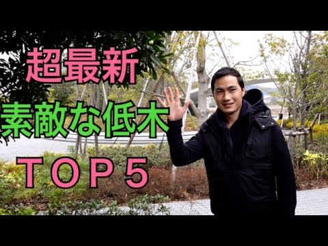 メンテナンスフリーのヘッジはどれを選ぶべきですか?育てやすい低木5選！  庭園