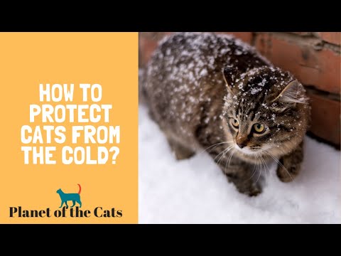 How To Keep A Cat Warm In Winter?