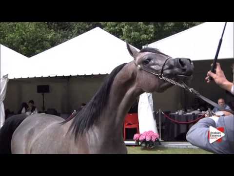 N.107 ROYA ATHBAH - Bruges 2015 International - Yearling Fillies (Class 101A)