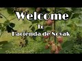 Hacienda de Novak #hacienda #fruits#plants #nature