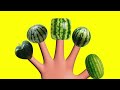 Watermelon Finger Family Song 122 Nursery Rhymes Kids Songs Kids Comfort