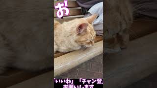 ベンチに登ってきた猫がかわいい　　　猫」「CAT & PEACE」 #猫動画 #野良猫 #ネコムート