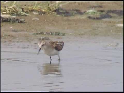 Zwergstrandläufer [Little Stint]