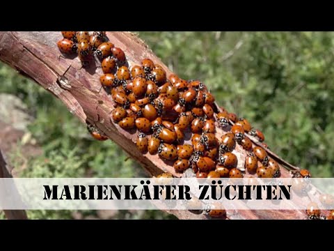 Marienkäfer züchten