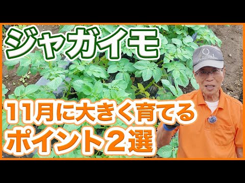 ジャガイモを豊かに収穫するには、いつ肥料を施用すればよいでしょうか?どのような肥料を使用すればよいでしょうか？  庭園