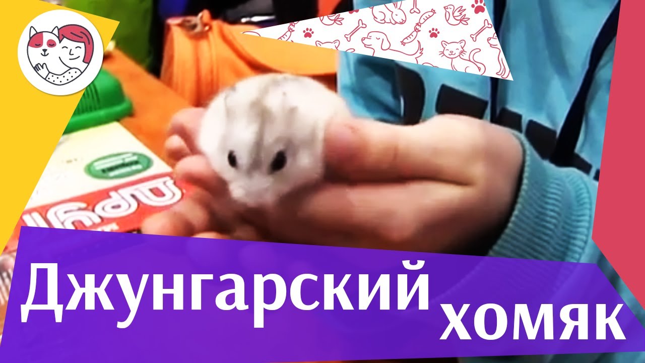 5 особенностей ухода за золотистым ретривером