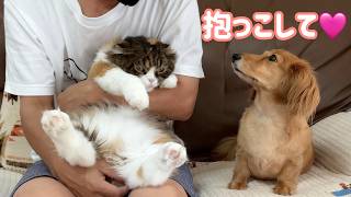 【犬猫との暮らし】お世話は大変だけど、こんなにも可愛い二匹に癒されています🐱🐶💕【ミニチュアダックスフンド】【スコティッシュフォールド】
