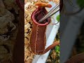 HUGE Ant Gets Eaten By My Carnivorous Pitcher Plant Shorts