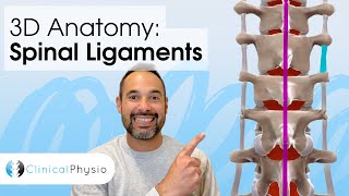 Ligaments that Stabilise the Spine | Expert Physio explains using 3D Anatomy Model