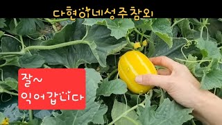 얼릉 수확했으면... #참외 #성주참외 #다현이네성주참외