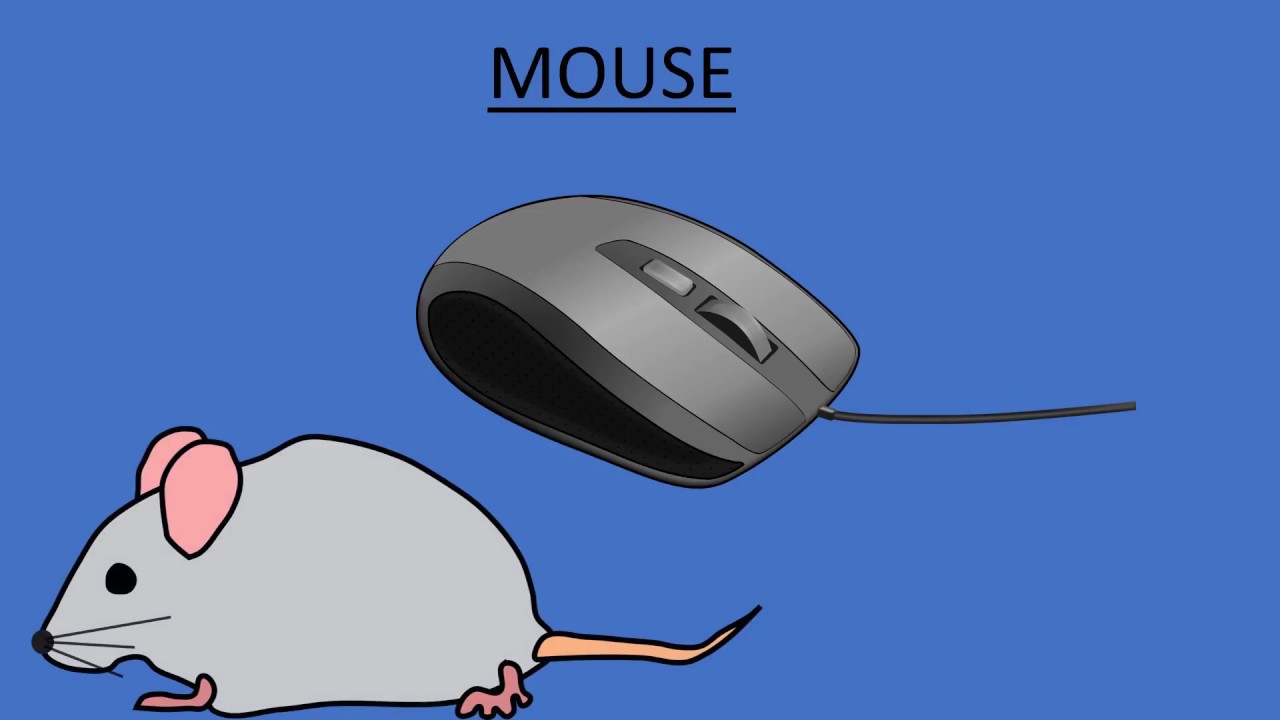 Computer Basics - Parts of the Computer - Educational video for children