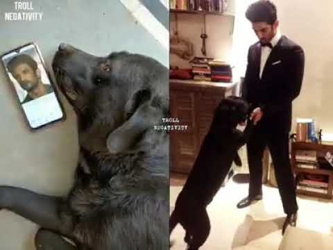 Susant singh rajput dog Fudge