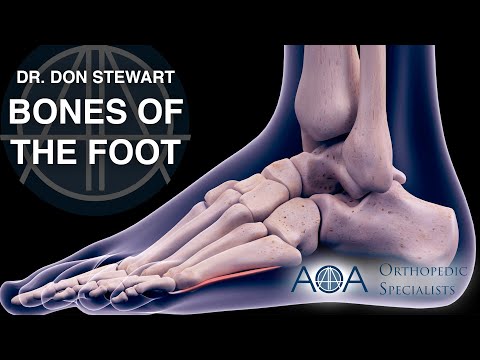 AOA Orthopedic Specialists - The Bones of the Foot - Dr. Don Stewart