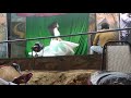 Buland Shahar Numaish No Tanki Masoor Ragni Ka Dance
