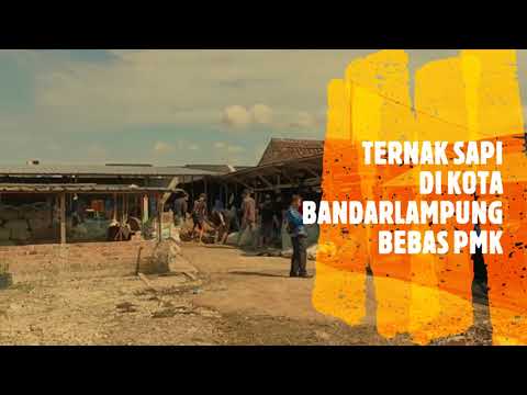 Ternak Sapi di Kota Bandar Lampung Bebas PMK