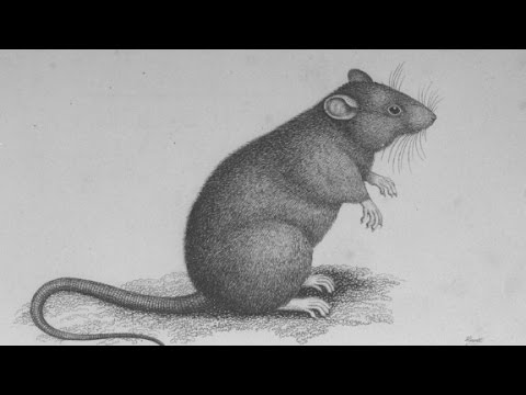 Rats may be exonerated as black plague culprit