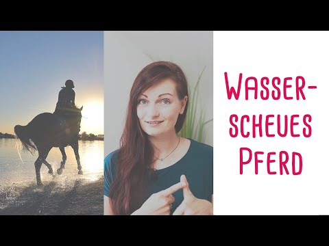 Wasserscheues Pferd - So gewöhnst Du Dein Pferd an Wasser!