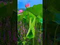🎵 See You in Paradise – A Soulful Instrumental by Lyle Workman 🌅✨
