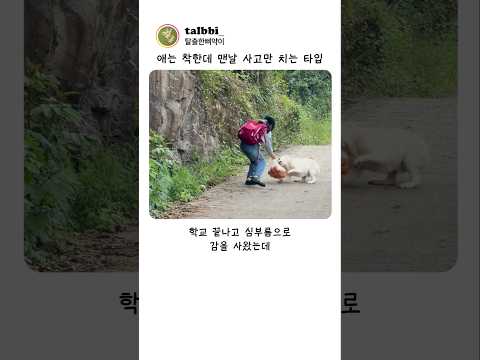 애는 착한데 맨날 사고 치는 강아지 ㅋㅋㅋ
