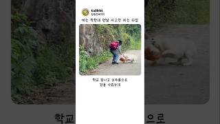 애는 착해견