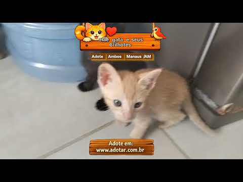 Vídeo de mãe gata e seus 6filhotes