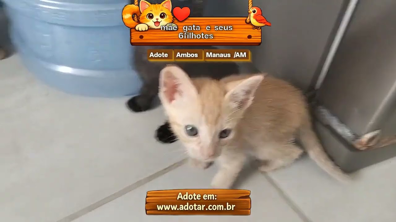Gato raça SRD-ViraLata idade Abaixo de 2 meses nome mãe gata e seus 6filhotes