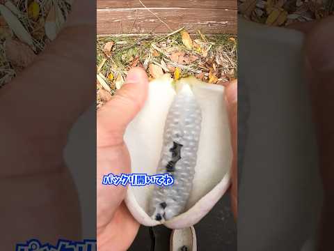 なぜツゲの蛾捕りを作るのですか？万全の予防！  庭園