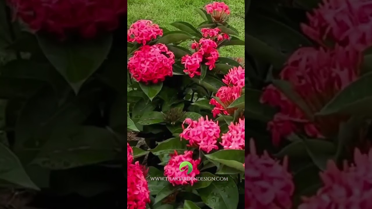 Tropical garden inspiration