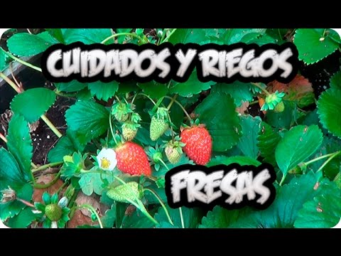 , title : 'Cultivo De la Fresa : Cuidados Y Como Regar Las Fresas O Frutillas || La Huertina De Toni'