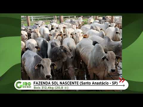 SP: BOIADA JOVEM E CONFINADA CHEGA A QUASE 21@ EM SANTO ANASTÁCIO; VEJA