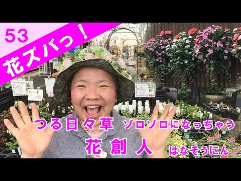 園芸 オオツルニチニチソウ