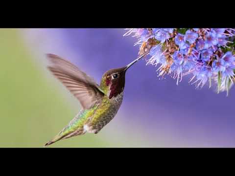 Beija-Flor - Eduardo Della Luna