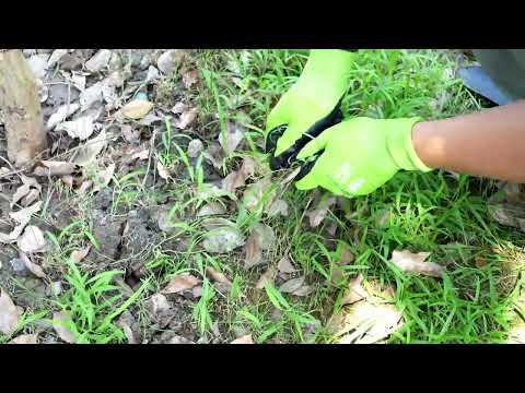 Gambar Yardsmith Sarung Tangan Berkebun Pria Ukuran 10 - Hijau