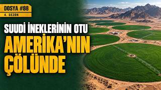 Suudi Arabistan İneklerinin Otunu Amerika'nın Çölünde Yetiştiriyor