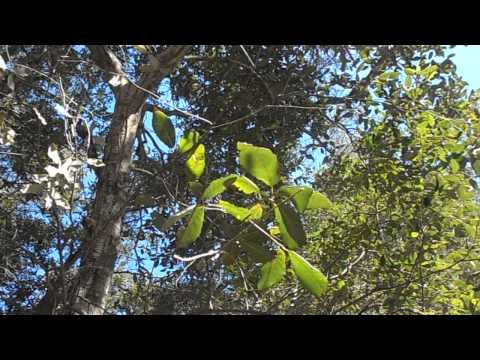 Encina oriental: Quercus ilex ilex