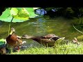 Mallard Duck Anas Platyrhynchos 1