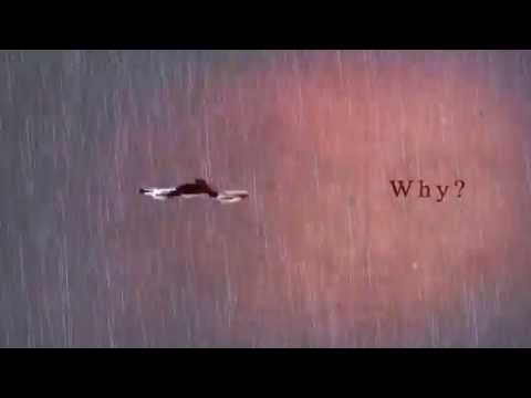 AINO VENNA - TIN ROOF