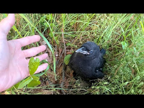 カラスのヒナが落ちてた