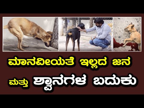Social Impact / Alai NGO Shoots / Dogs Rescues / CBK / Sajesh