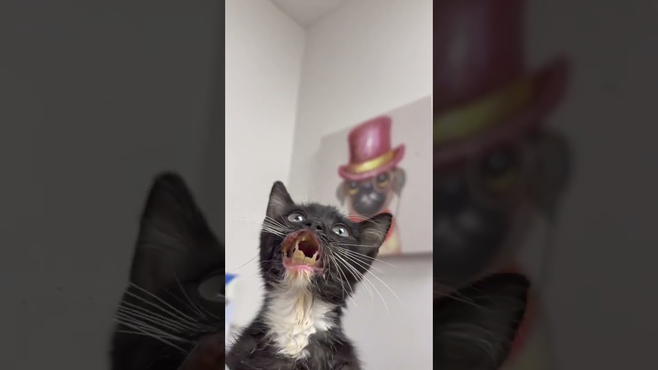 Victor video