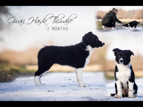 Gwaii Haida Thiwahe || 3 months