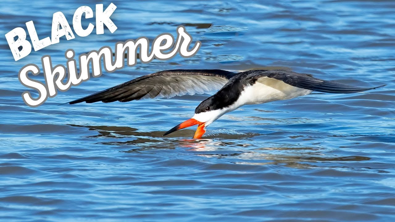 Black Skimmer | An Unusual Bird Who Is Full of Surprises