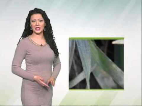 Zelena prognoza 25.2.2015 - Stanje u usevima pšenice