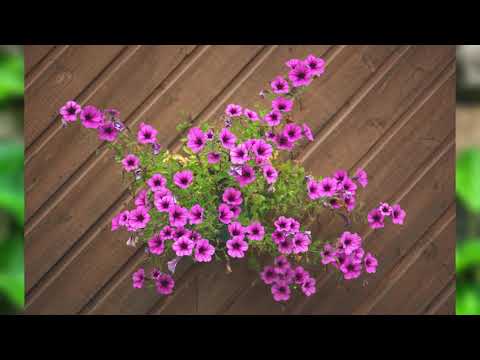 Mir ward in bangen Sorgen  --  NAK-Konzert  in Lauta 2004