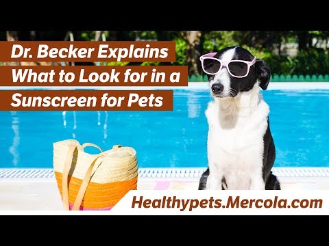Dr. Becker Explains What to Look for in a Sunscreen for Pets